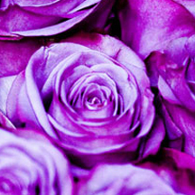 ip攻击器网页版